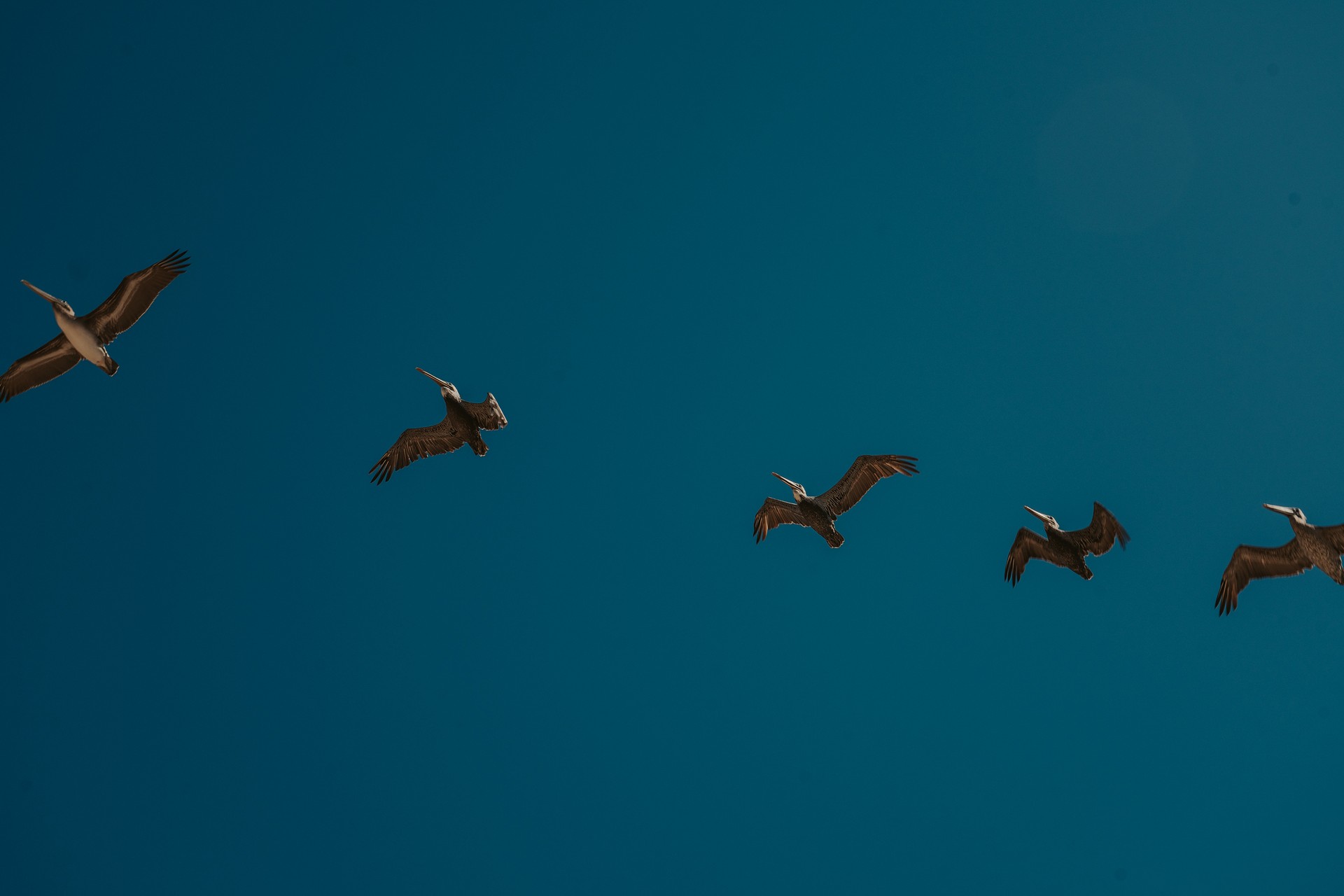 Five pelicans in formation against a deep blue sky