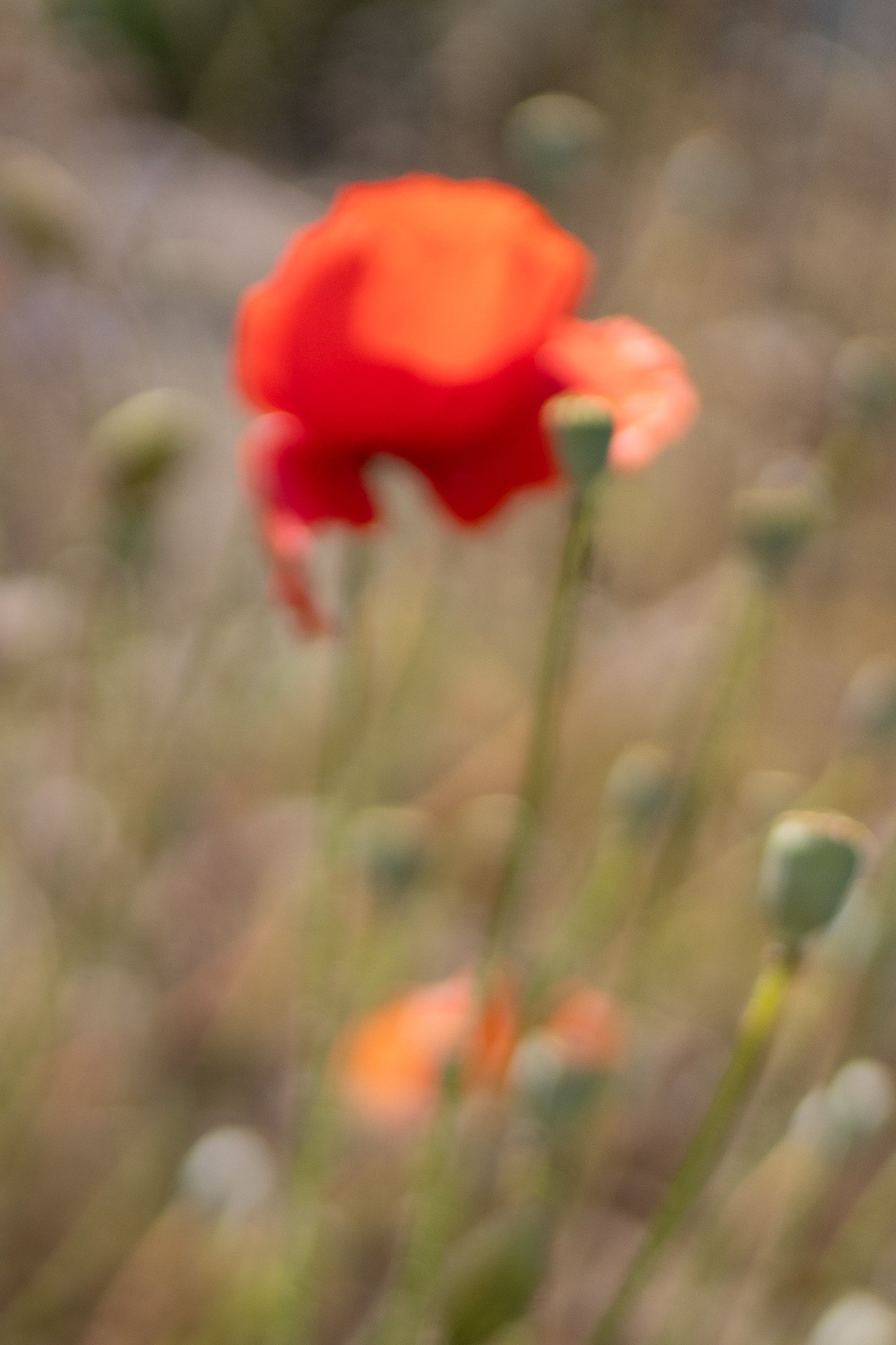 Red poppy in soft focus with seed pods and a second bloom behind